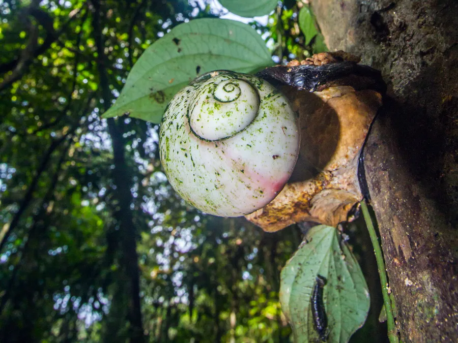 Sinharaja